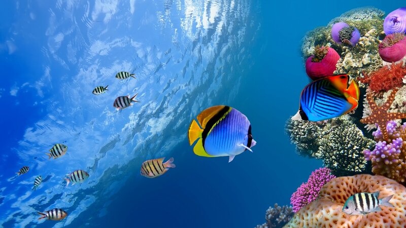Colorful Fish Near Coral — Blue, Serene, Photograph