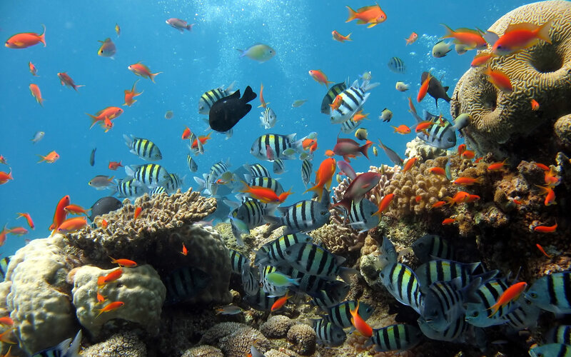 Colorful Fish Near Coral — Blue