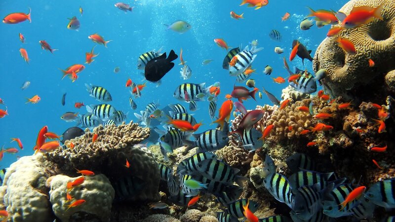 Colorful Fish Near Coral — Blue, Vibrant, Afternoon, Photograph, Bubbles, Orange