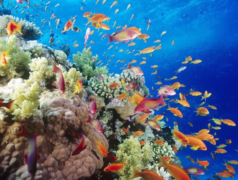 Colorful Fish Near Coral — Blue, Vibrant, Photograph, Ocean