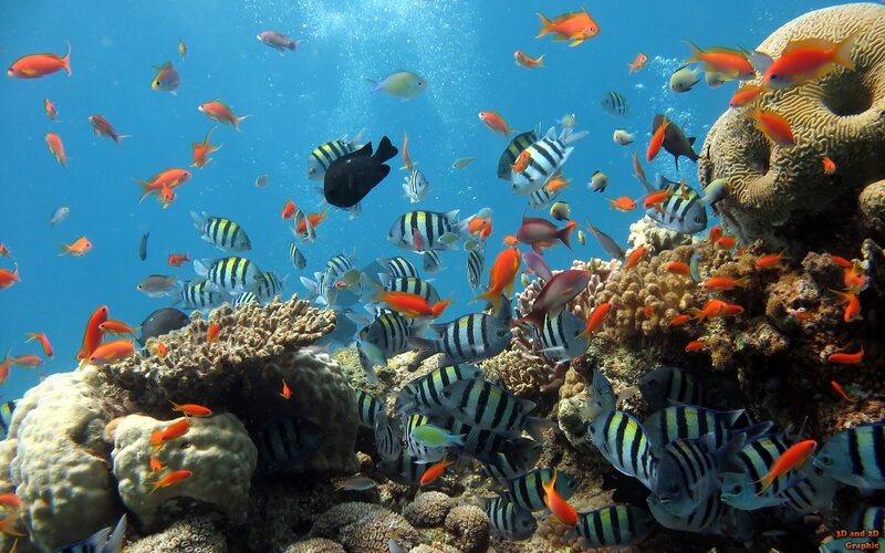 Colorful Fish Near Coral — Blue, Vibrant, Photograph