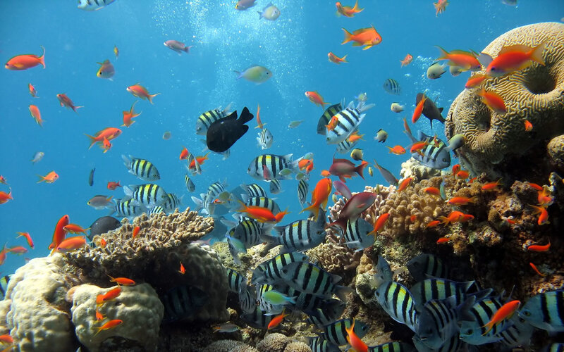 Colorful Fish Near Coral — Blue, Vibrant