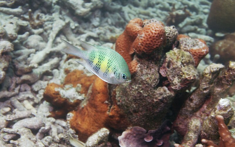 Colorful fish near coral reef