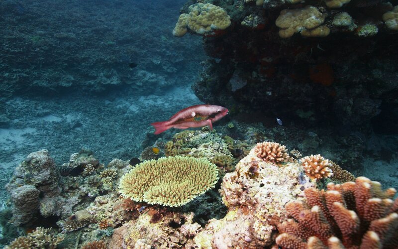 Colorful fish near coral reef