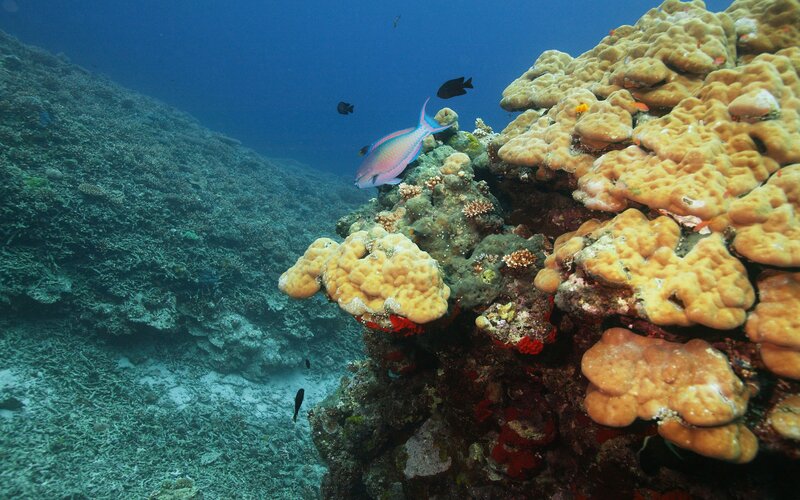 Colorful fish near coral reef