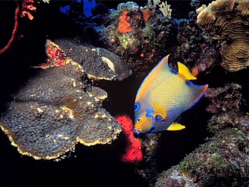 Colorful fish near coral reef
