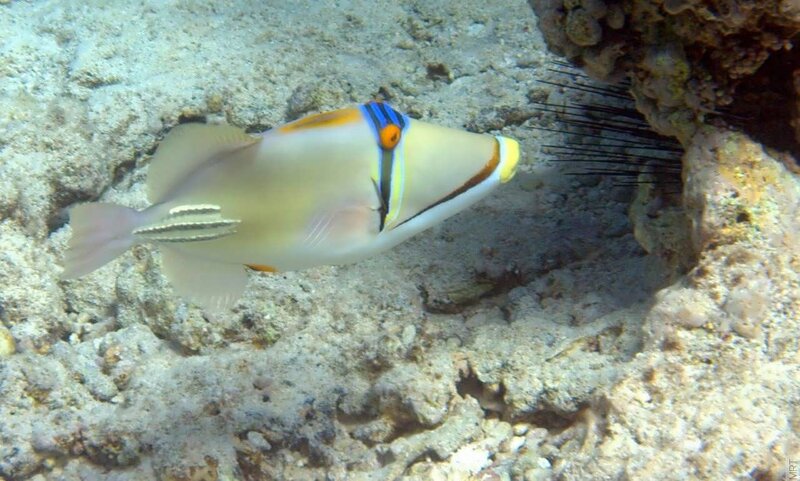 colorful fish near coral