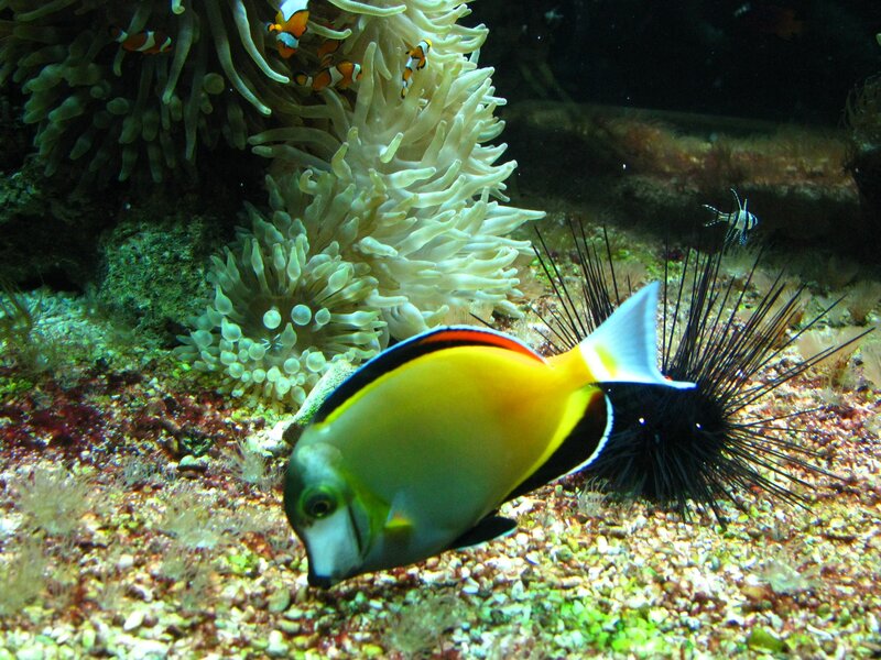 Colorful fish near sea anemone