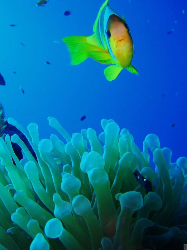 Colorful fish near sea anemone