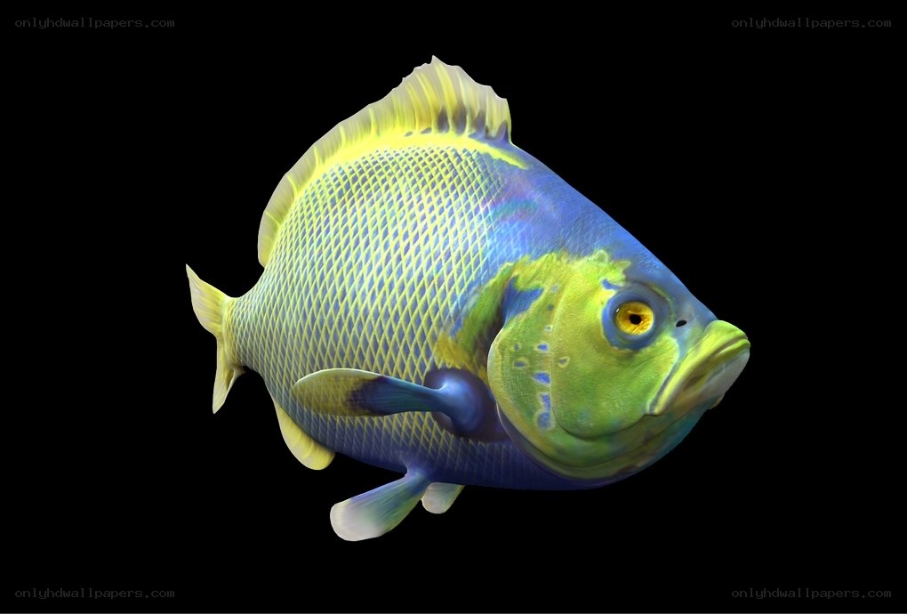 colorful fish on black background