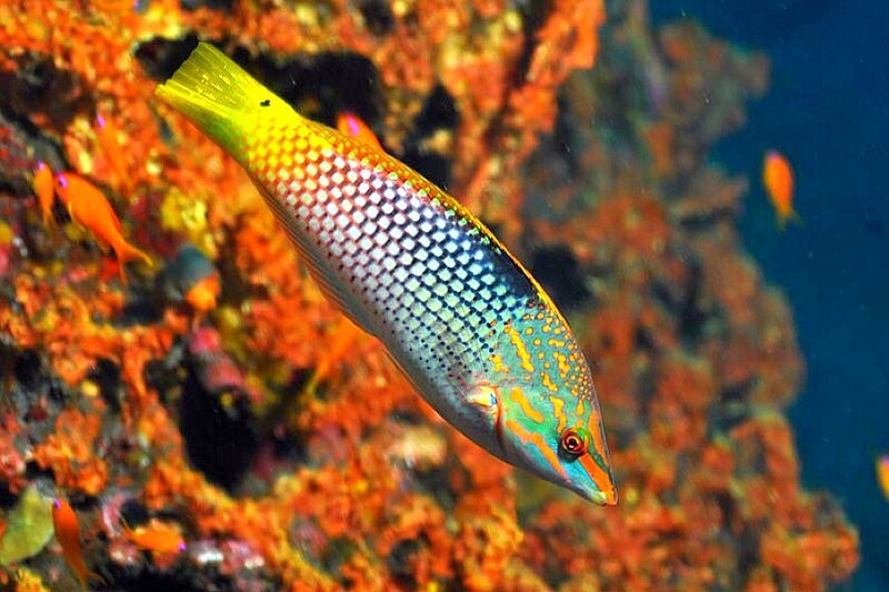 Colorful fish on coral reef