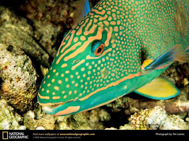 colorful fish on coral reef
