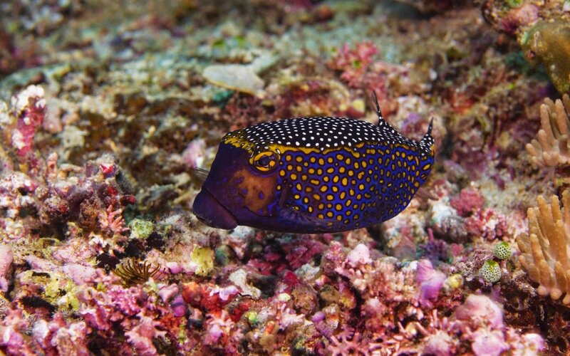 colorful fish on coral reef