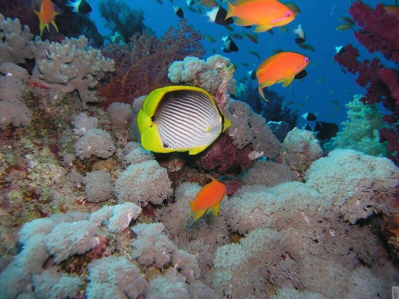 Colorful fish on coral reef
