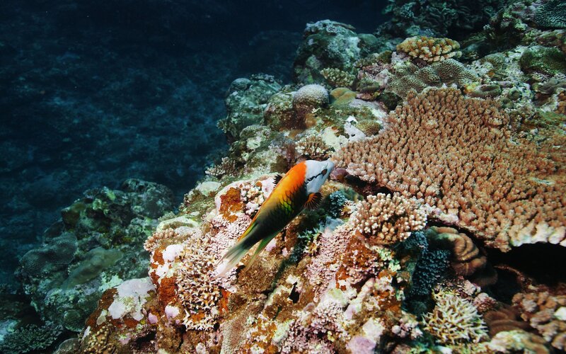 Colorful fish on coral reef