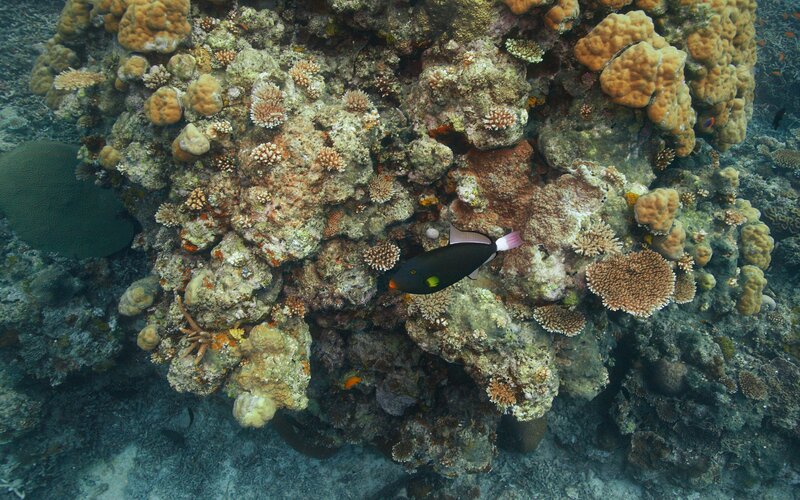 Colorful fish on coral reef