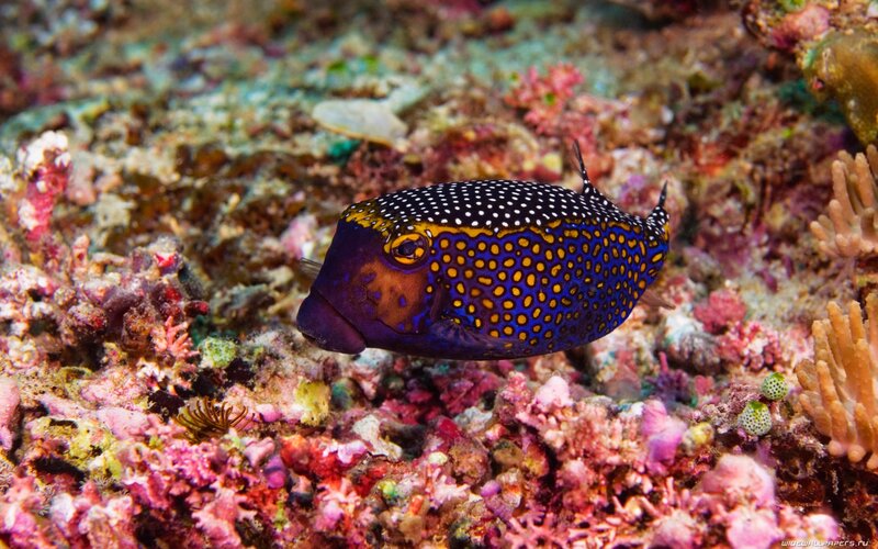 colorful fish on coral reef