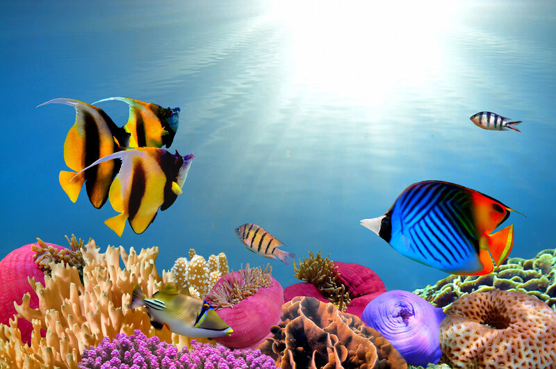 Colorful Fish on Coral Reef — Blue, Serene, Afternoon, Photograph, Sunlight, Anemone