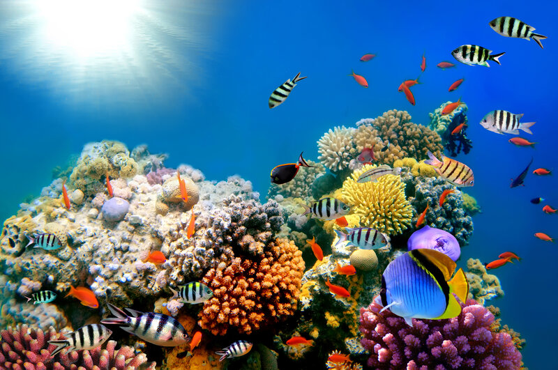 Colorful Fish on Coral Reef — Blue, Serene, Afternoon, Photograph, Sunlight