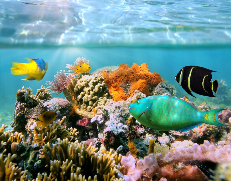 Colorful Fish on Coral Reef — Blue, Serene, Afternoon, Photograph