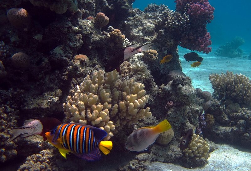 Colorful Fish on Coral Reef — Blue, Serene