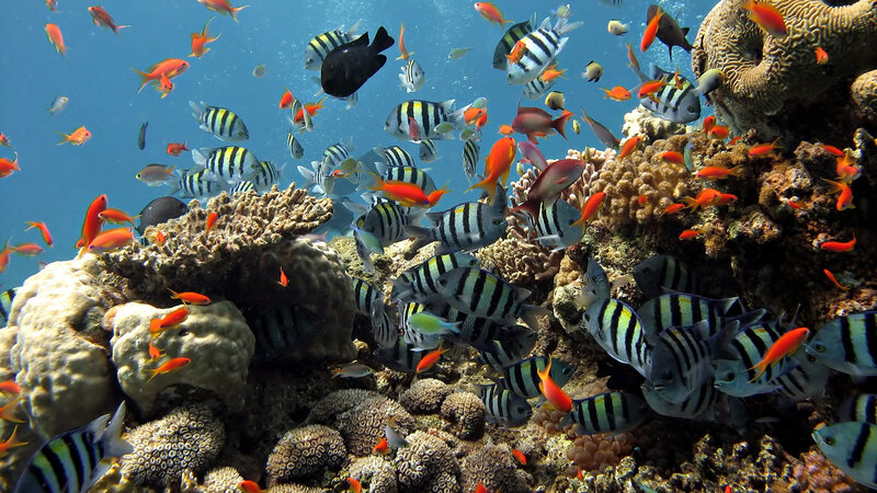 Colorful Fish on Coral Reef — Blue