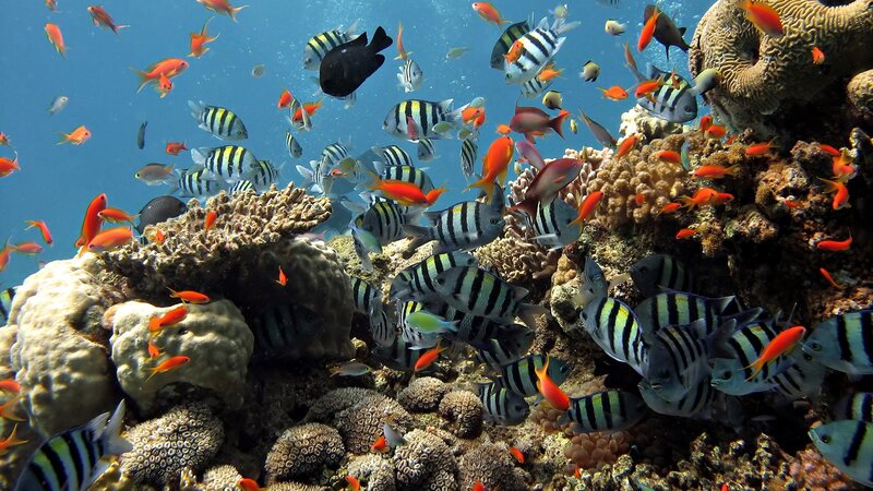 Colorful Fish on Coral Reef — Blue, Vibrant, Afternoon, Photograph, Ocean, Orange