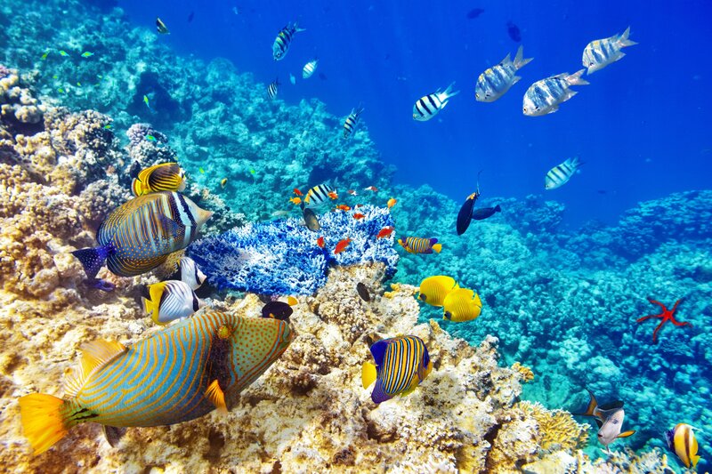 Colorful Fish on Coral Reef — Blue, Vibrant, Afternoon, Photograph, Starfish, Underwater