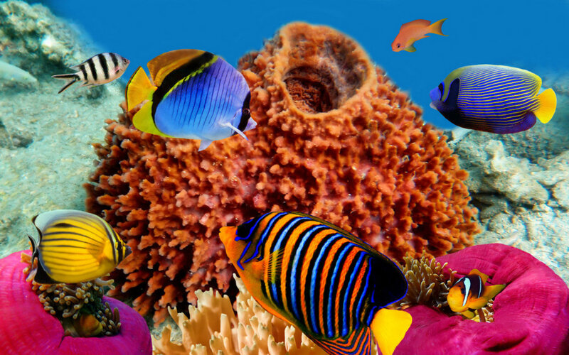 Colorful Fish on Coral Reef — Blue, Vibrant, Afternoon, Photograph