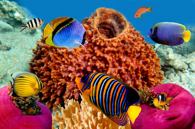 Colorful Fish on Coral Reef — Blue, Vibrant, Photograph, Anemone