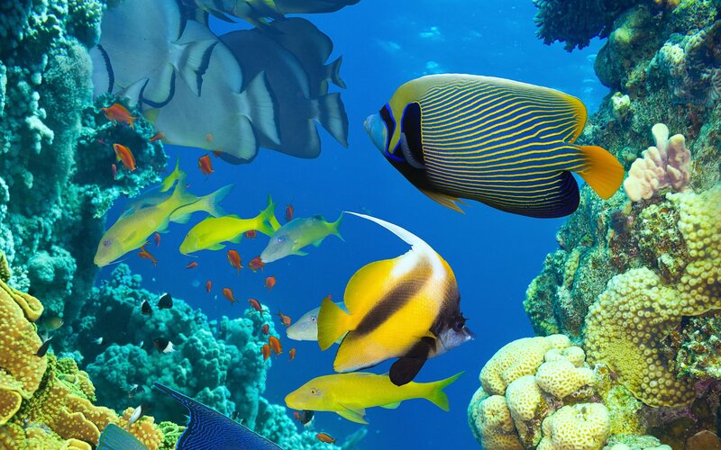 Colorful Fish on Coral Reef — Blue, Vibrant, Photograph, Ocean