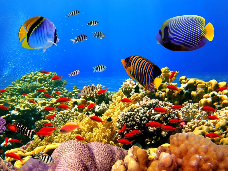 Colorful Fish on Coral Reef — Blue, Vibrant