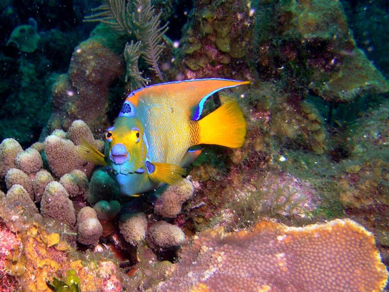 Colorful fish on coral reef
