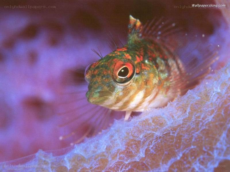 colorful fish on coral