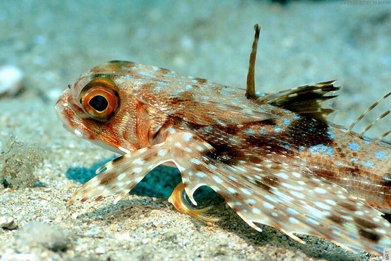 colorful fish on ocean floor