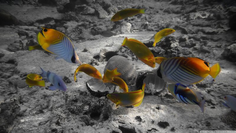 Colorful Fish on Reef
