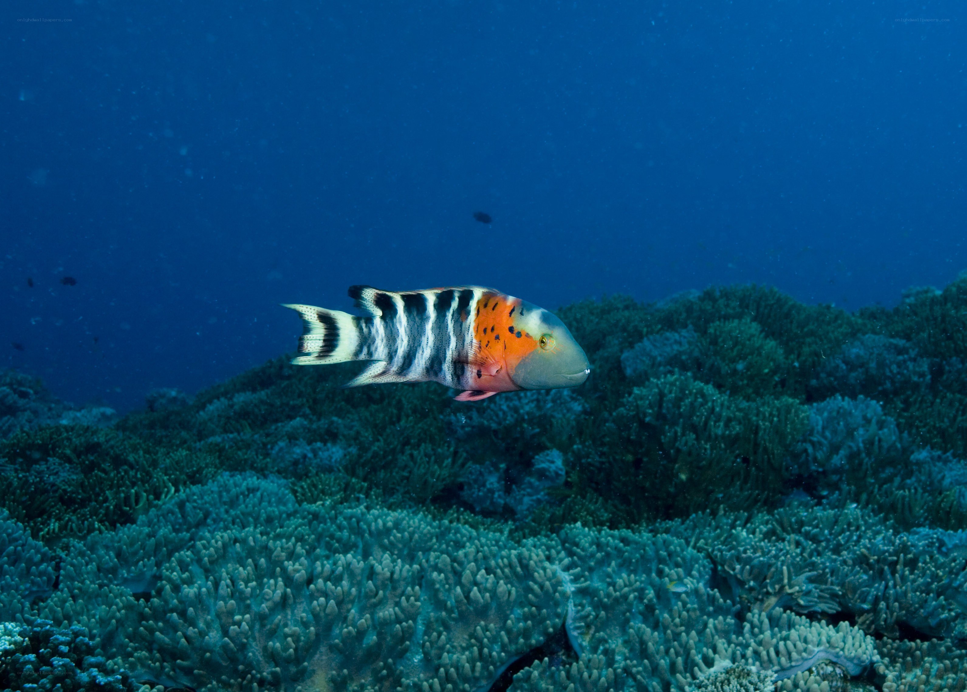 Colorful fish over coral reef