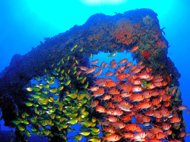 Colorful fish school around wreck
