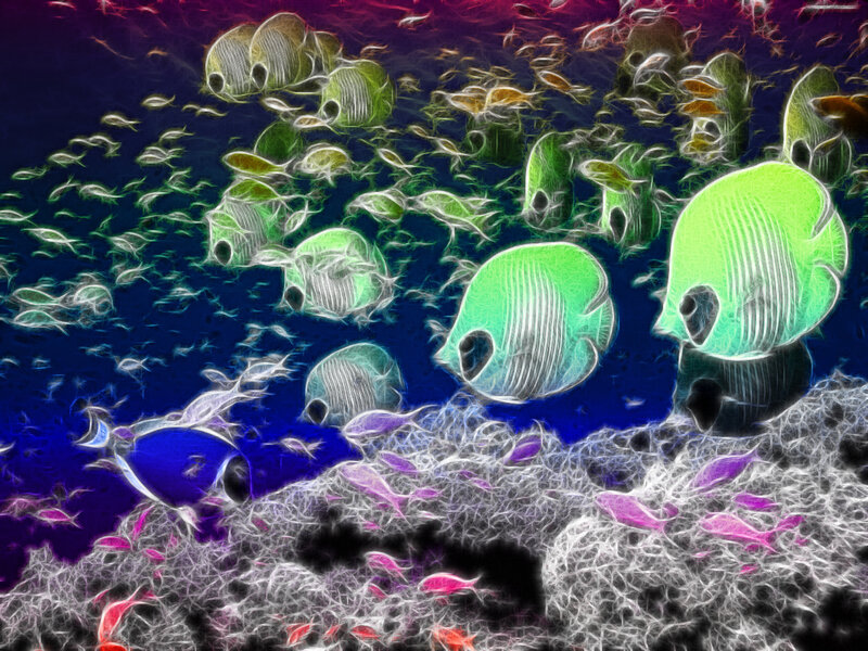 Colorful fish school underwater