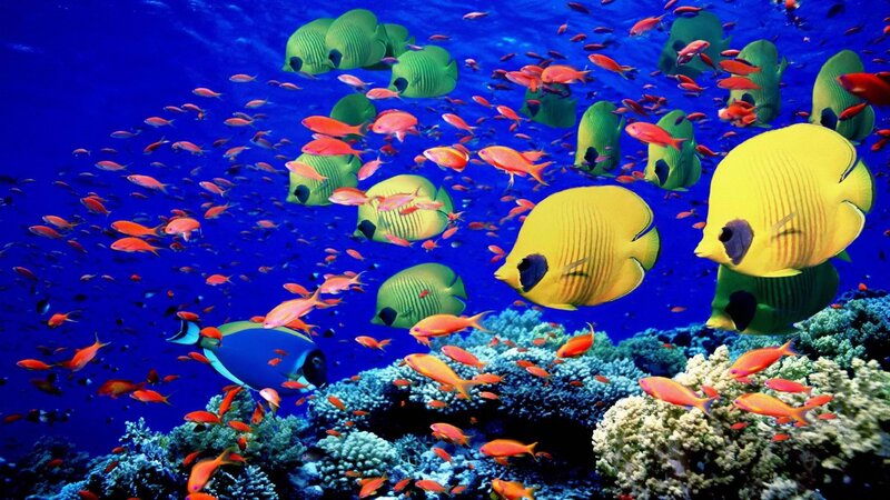 Colorful fish swim in coral reef