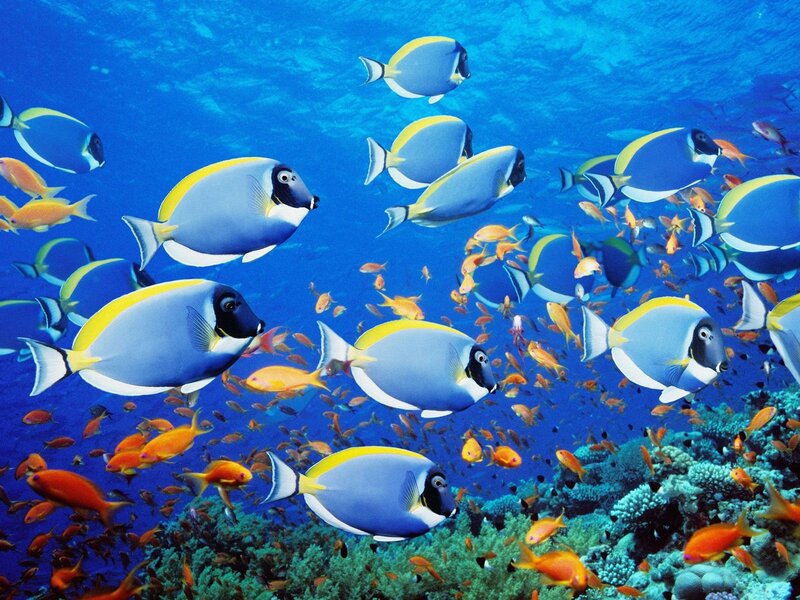 Colorful fish swim in coral reef
