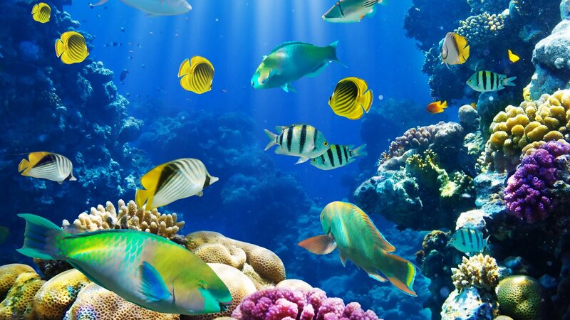 Colorful fish swim in coral reef
