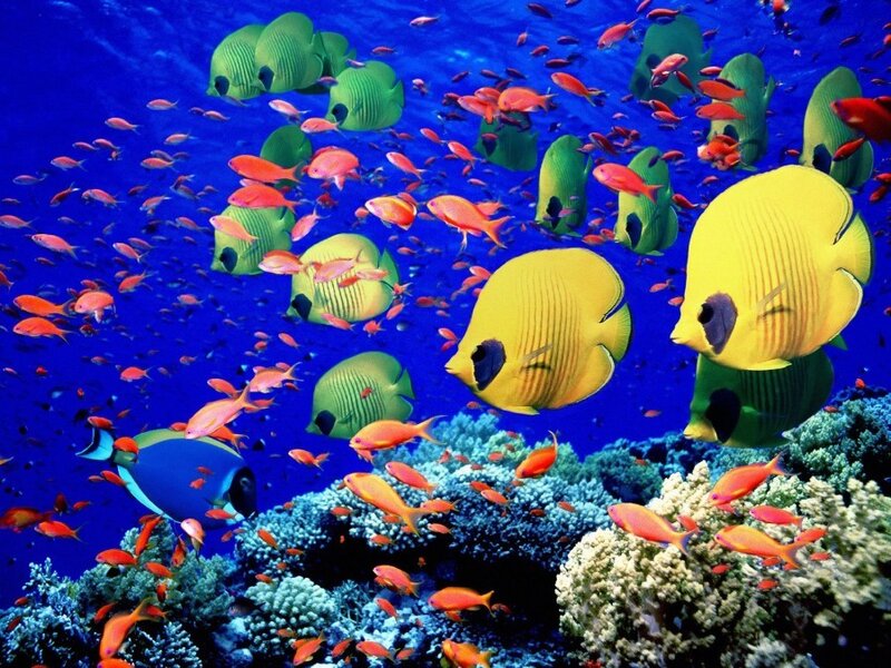 Colorful fish swim in coral reef
