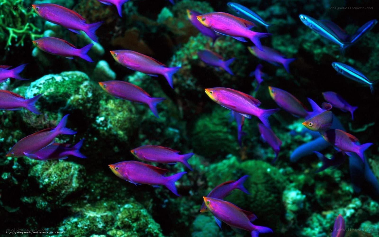 Colorful fish swim in coral reef