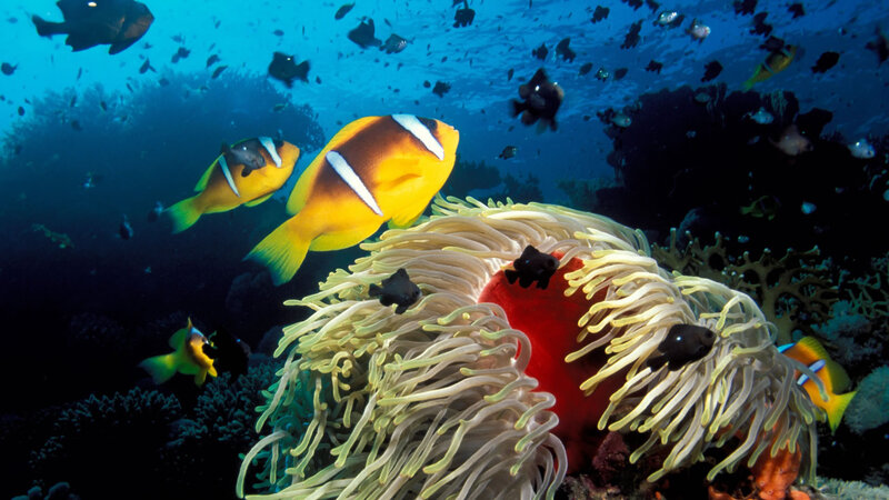 Colorful fish swim near anemone