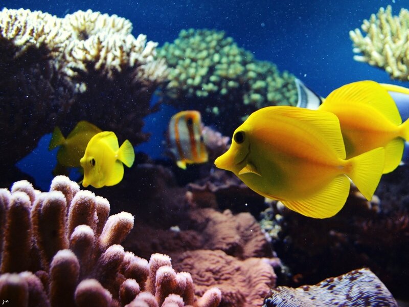 Colorful fish swim near coral