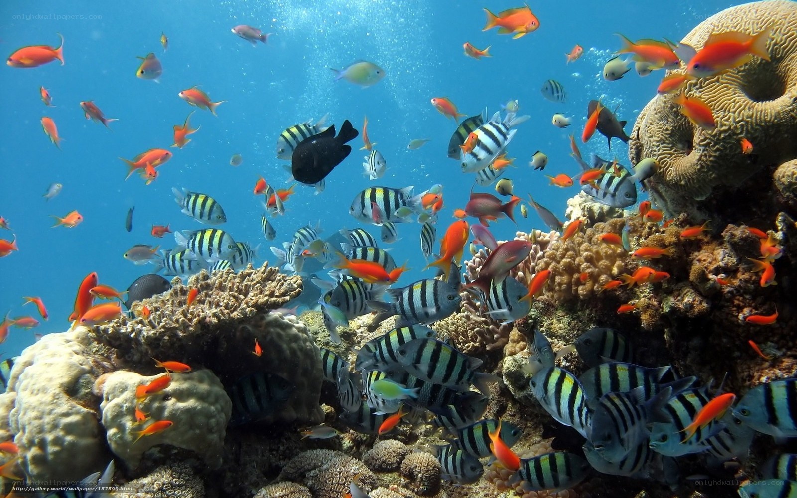 Colorful fish swim near coral reef