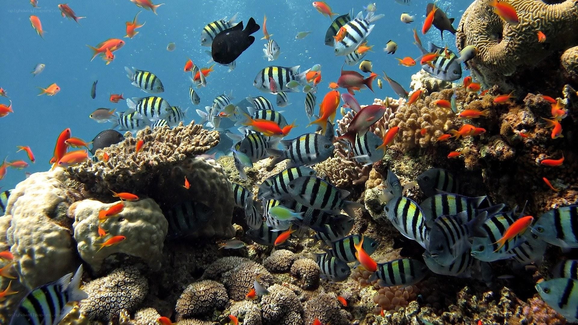 Colorful fish swim near coral reef