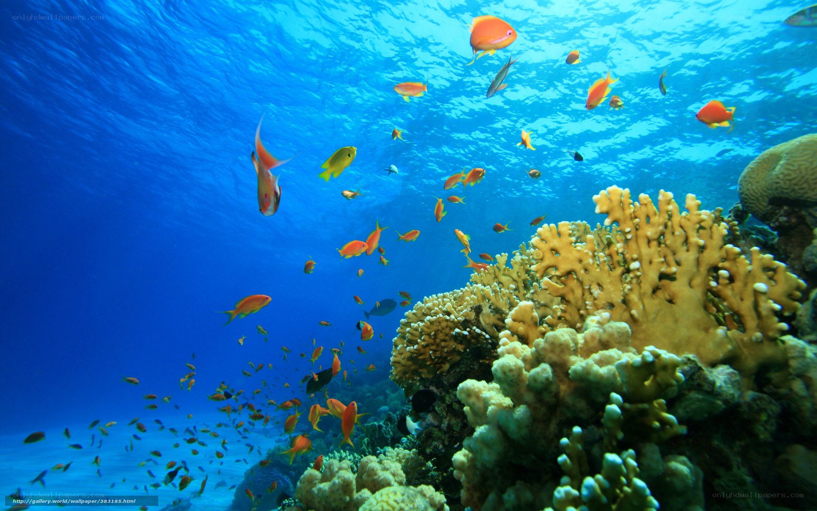 Colorful fish swim near coral reef