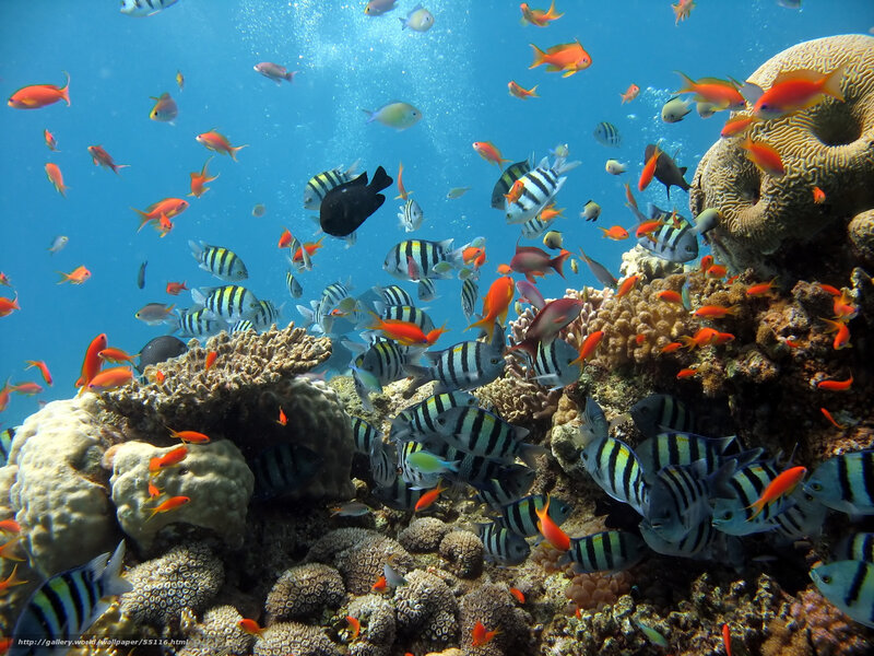 Colorful fish swim near coral reef